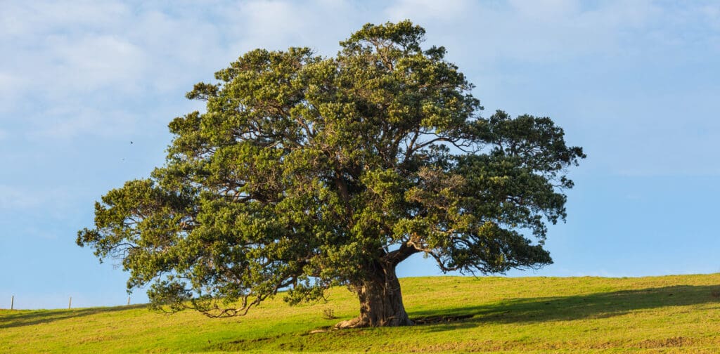 alone-tree-2025-01-09-06-07-31-utc